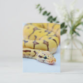 Python 2 postkarte (Stehend Vorderseite)