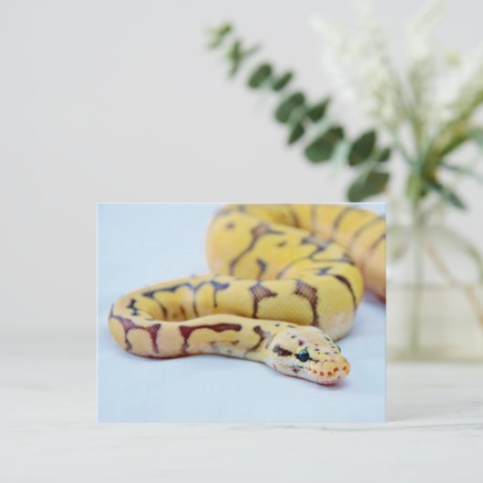 Python 2 postkarte (Stehend Vorderseite)