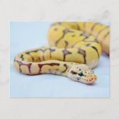 Python 2 postkarte (Vorderseite)