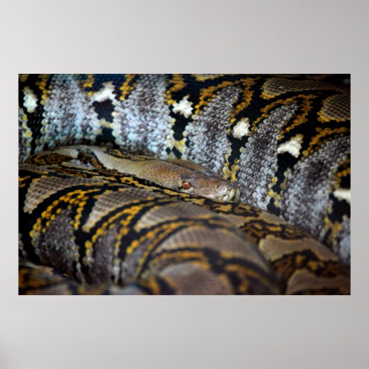 Python Foto Poster (Vorne)
