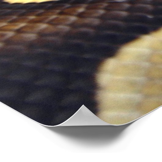 Python Gelb und Schwarzes Ball 3 Poster (Ecke)