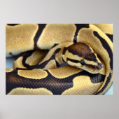 Python Gelb und Schwarzes Ball 3 Poster (Vorne)