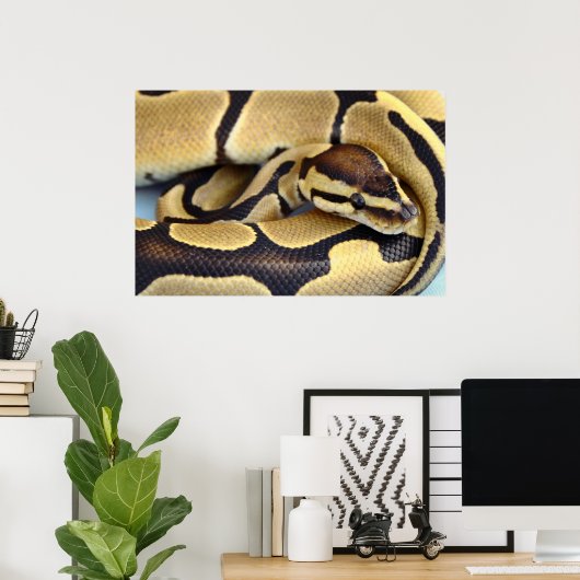 Python Gelb und Schwarzes Ball 3 Poster (Heimbüro)