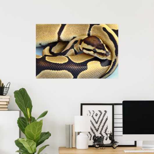 Python Gelb und Schwarzes Ball 3 Poster (Heimbüro)
