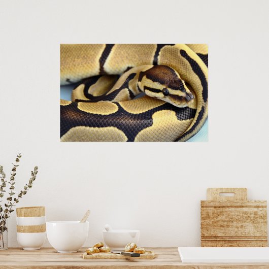 Python Gelb und Schwarzes Ball 3 Poster (Küche)
