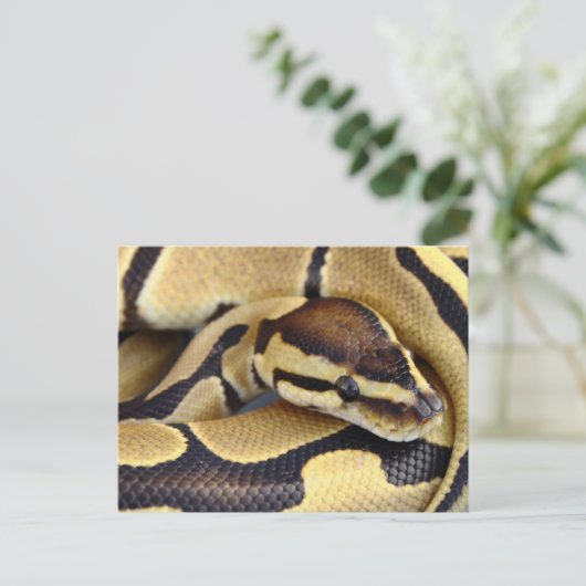 Python Gelb und Schwarzes Ball 3 Postkarte (Stehend Vorderseite)