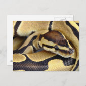 Python Gelb und Schwarzes Ball 3 Postkarte (Vorne/Hinten)