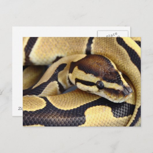 Python Gelb und Schwarzes Ball 3 Postkarte (Vorne/Hinten)