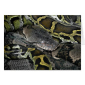 Python molurus bivittatus (Vorderseite (Horizontal))