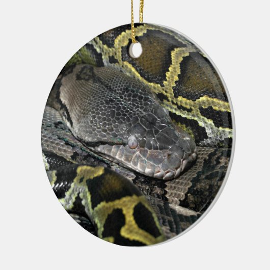 Python molurus bivittatus keramik ornament (Links)
