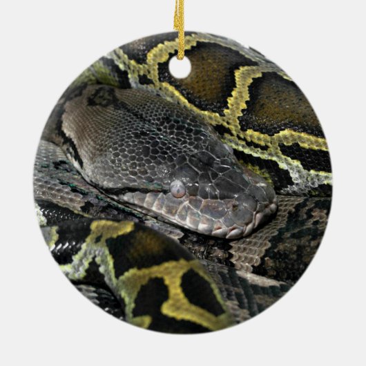 Python molurus bivittatus keramik ornament (Hinten)