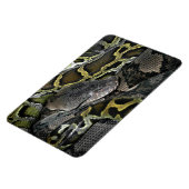 Python molurus bivittatus magnet (Linke Seite)