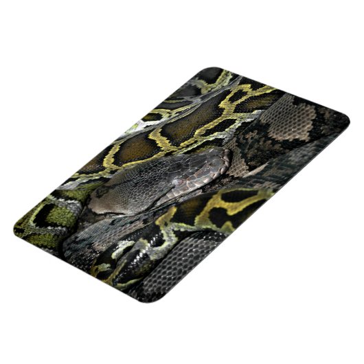 Python molurus bivittatus magnet (Linke Seite)