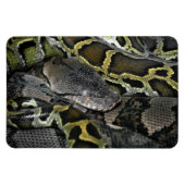 Python molurus bivittatus magnet (Horizontal)