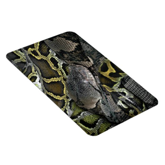 Python molurus bivittatus magnet (Rechte Seite)