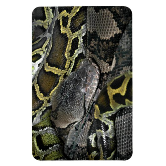 Python molurus bivittatus magnet (Vertikal)