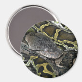 Python molurus bivittatus magnet (Vorderseite/Rückseite)