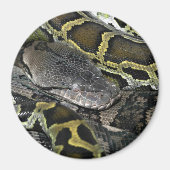 Python molurus bivittatus magnet (Vorne)
