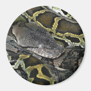 Python molurus bivittatus magnet