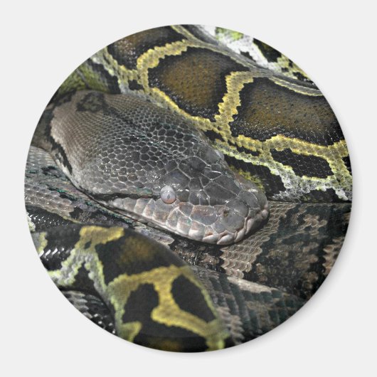 Python molurus bivittatus magnet (Vorne)