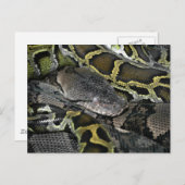 Python molurus bivittatus postkarte (Vorne/Hinten)
