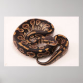 Python Poster (Vorne)