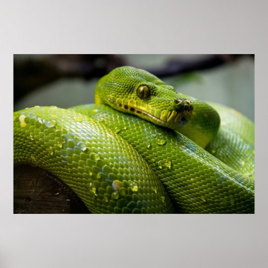 Python Poster (Vorne)