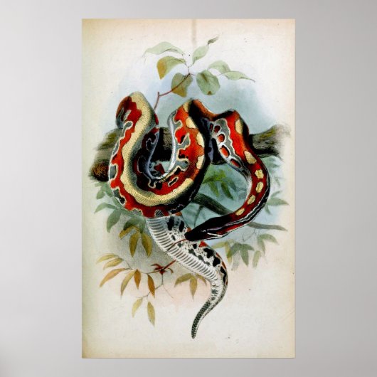 PYTHON! POSTER (Vorne)