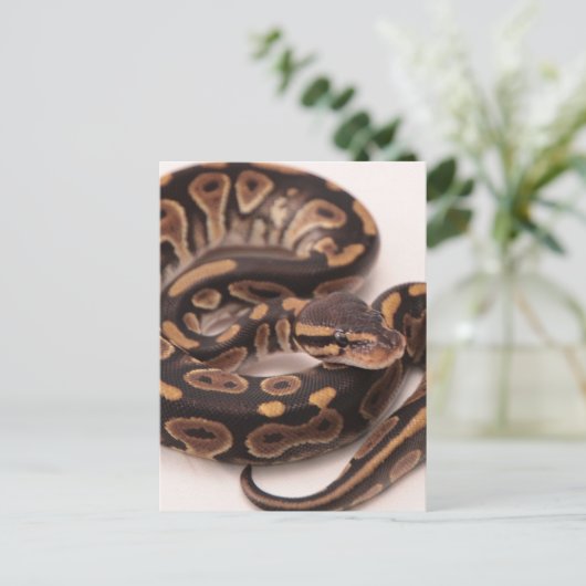 Python Postkarte (Stehend Vorderseite)