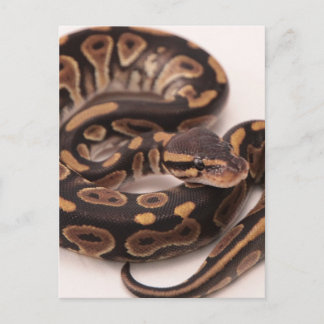 Python Postkarte