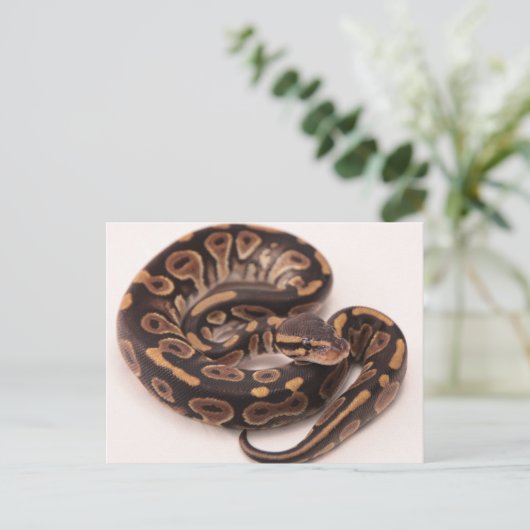 Python Postkarte (Stehend Vorderseite)