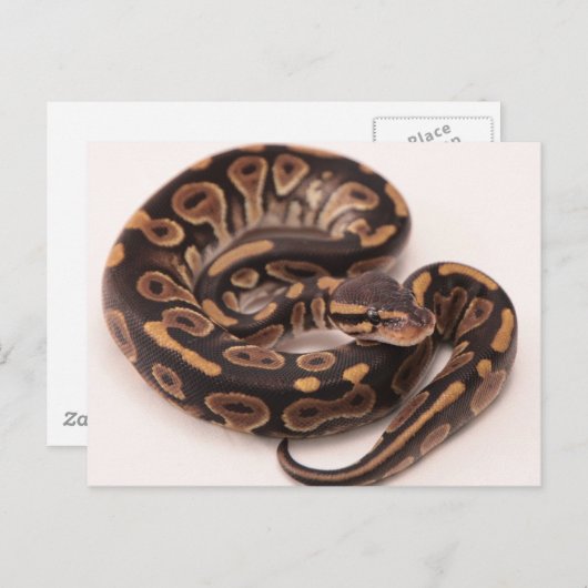 Python Postkarte (Vorne/Hinten)