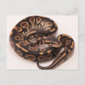 Python Postkarte (Vorderseite)