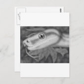 Python Postkarte (Vorne/Hinten)
