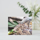 Python-Schlangenreptil Postkarte (Stehend Vorderseite)