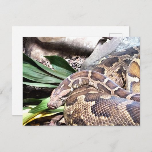Python-Schlangenreptil Postkarte (Vorne/Hinten)