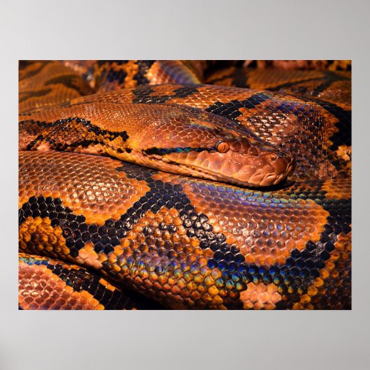 Python Snake Poster (Vorne)
