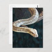 Python Snake Postkarte (Vorne/Hinten)