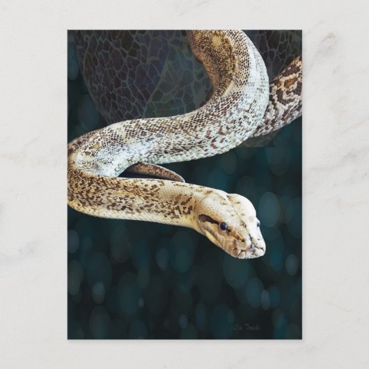 Python Snake Postkarte (Vorderseite)
