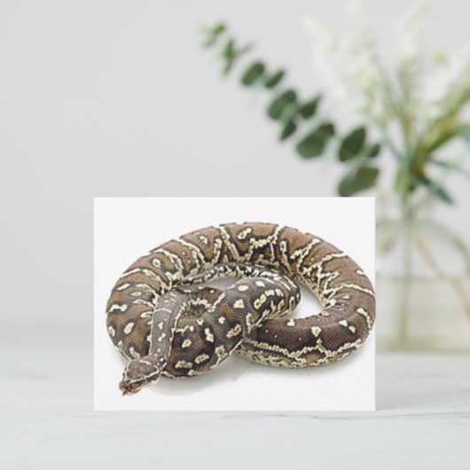 Python Snake Reptile Postkarte (Stehend Vorderseite)