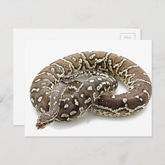 Python Snake Reptile Postkarte (Vorne/Hinten)