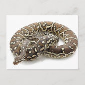 Python Snake Reptile Postkarte (Vorderseite)