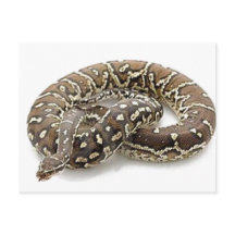 Python Snake Reptile