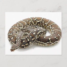 Python Snake Reptile Postkarte