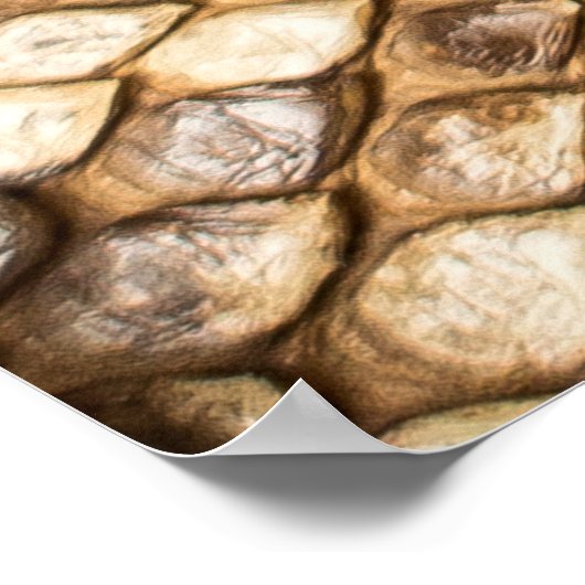 Pythonhaut, Haut, Schlange, Retikulat Poster (Ecke)