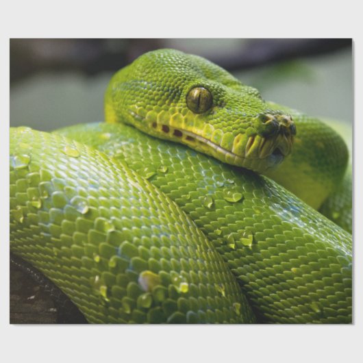 Pythonschlange Geschenkpapier (Flach)