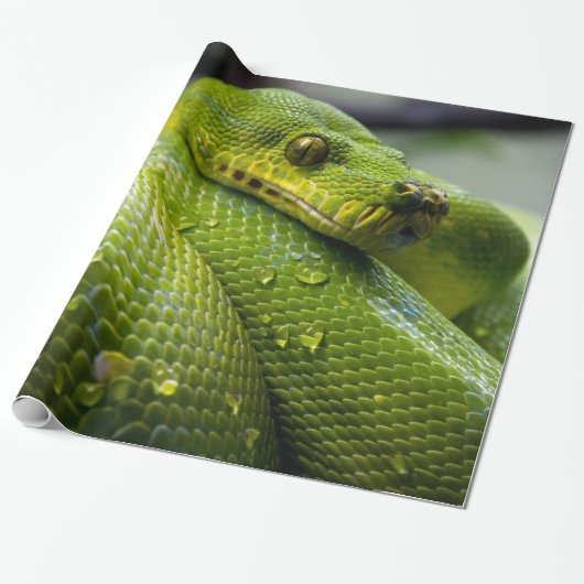 Pythonschlange Geschenkpapier (Ungerollt)