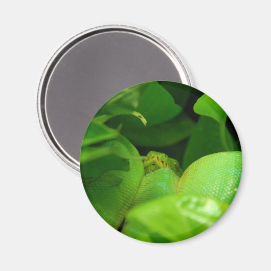Pythonschlange Magnet (Vorderseite/Rückseite)