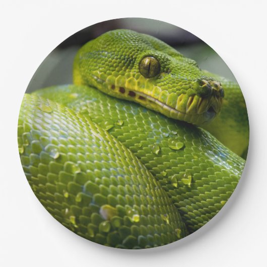 Pythonschlange Pappteller (Vorderseite)