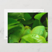 Pythonschlange Postkarte (Vorne/Hinten)